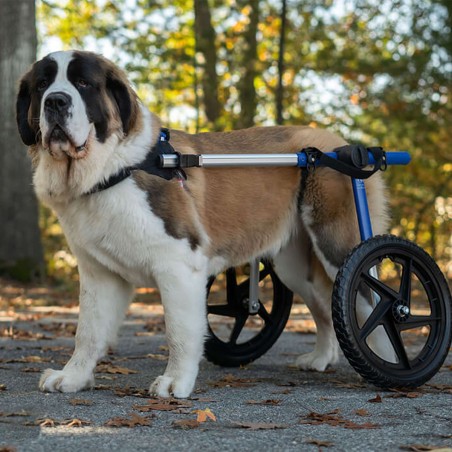 chariot roulant pour chien et chat handicapé walkin'wheels mikan