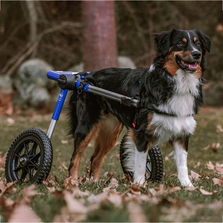 chariot roulant pour chien et chat handicapé walkin'wheels mikan