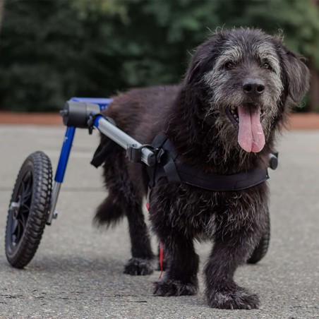 chariot roulant pour chien et chat handicapé walkin'wheels mikan