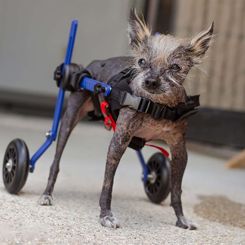 chariot roulant pour chien et chat handicapé walkin'wheels mikan