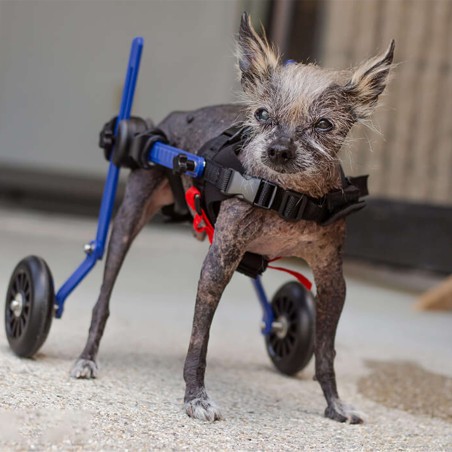 chariot roulant pour chien et chat handicapé walkin'wheels mikan