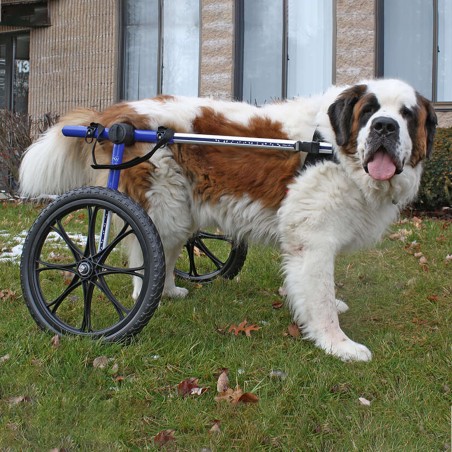 chariot roulant pour chien et chat handicapé walkin'wheels mikan