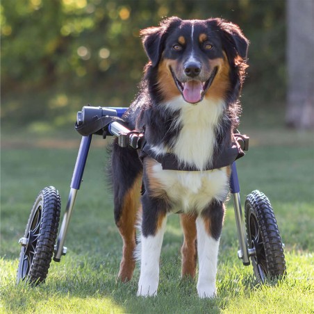 chariot roulant pour chien et chat handicapé walkin'wheels mikan