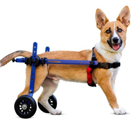 chariot roulant pour chien et chat handicapé walkin'wheels mikan