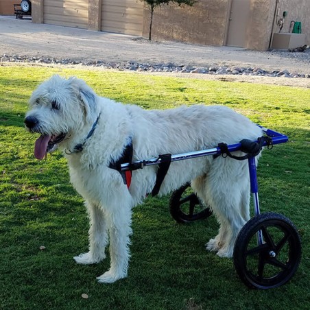 chariot roulant pour chien et chat handicapé walkin'wheels mikan
