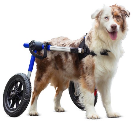 chariot roulant pour chien et chat handicapé walkin'wheels mikan