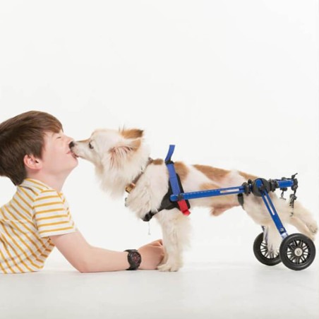 chariot roulant pour chien et chat handicapé walkin'wheels mikan