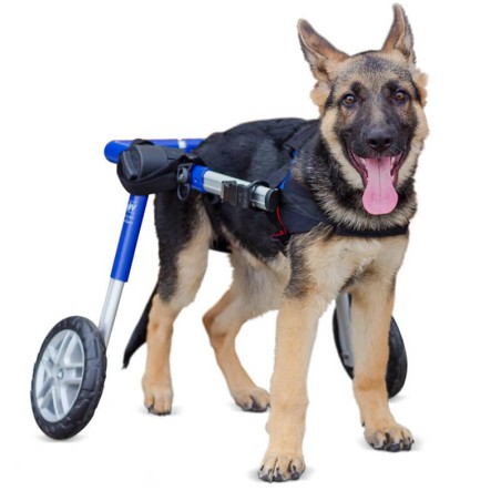 chariot roulant pour chien et chat handicapé walkin'wheels mikan