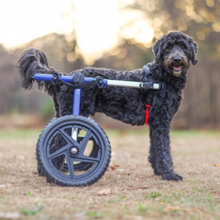 chariot roulant pour chien et chat handicapé walkin'wheels mikan
