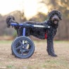 chariot roulant pour chien et chat handicapé walkin'wheels mikan