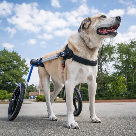 chariot roulant pour chien et chat handicapé walkin'wheels mikan