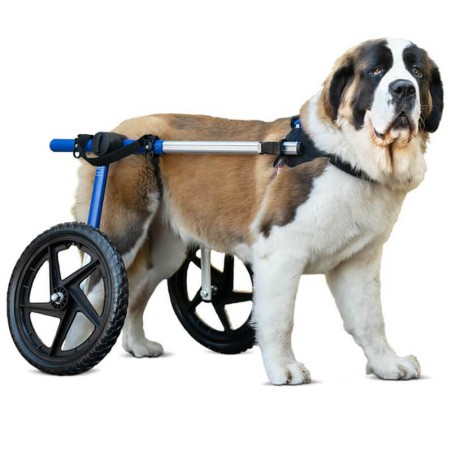 chariot roulant pour chien et chat handicapé walkin'wheels mikan