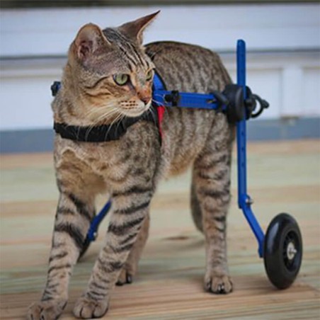 chariot roulant pour chien et chat handicapé walkin'wheels mikan