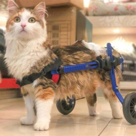 chariot roulant pour chien et chat handicapé walkin'wheels mikan