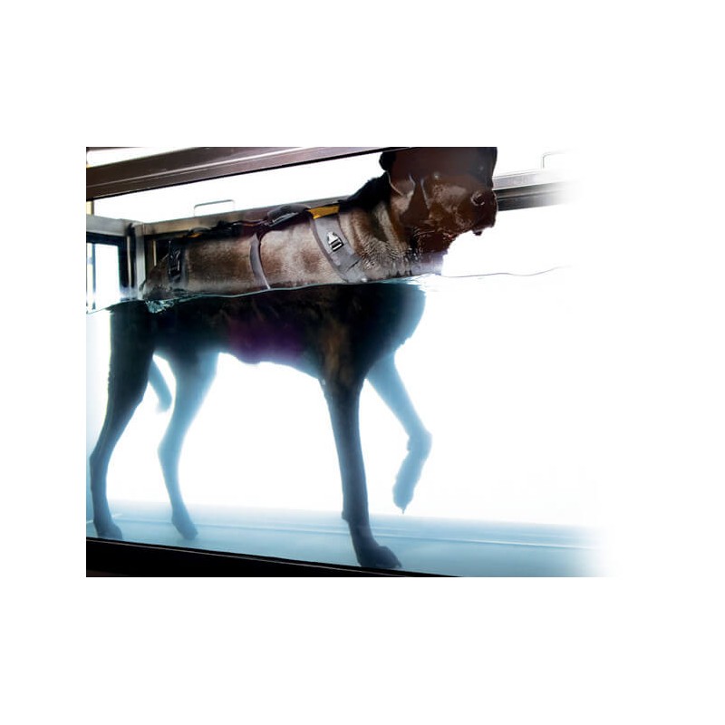 Harnais de portage résistant et ajustable pour tout le corps du chien help em up par mikan