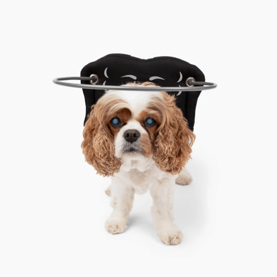 Muffins Halo protection pour chien malvoyant Mikan