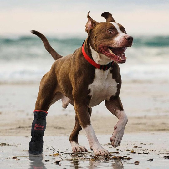 Bottine de protection renforcée pour chiens mediâw