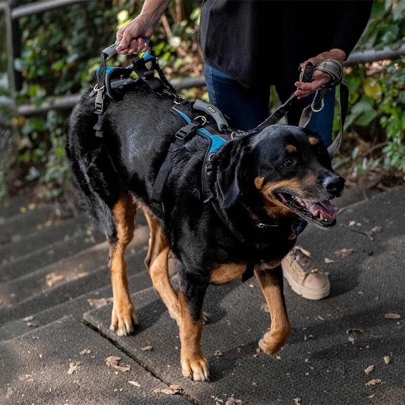 Harnais de portage résistant et ajustable pour tout le corps du chien help em up par mikan