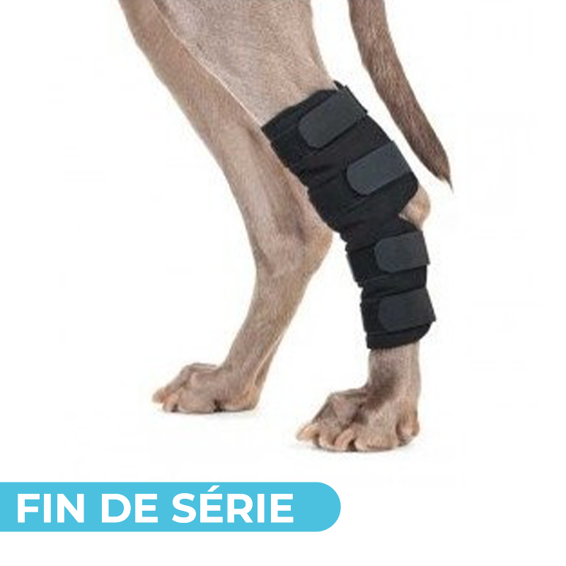 Thermo tarse : attelle patte arrière - Back On Track