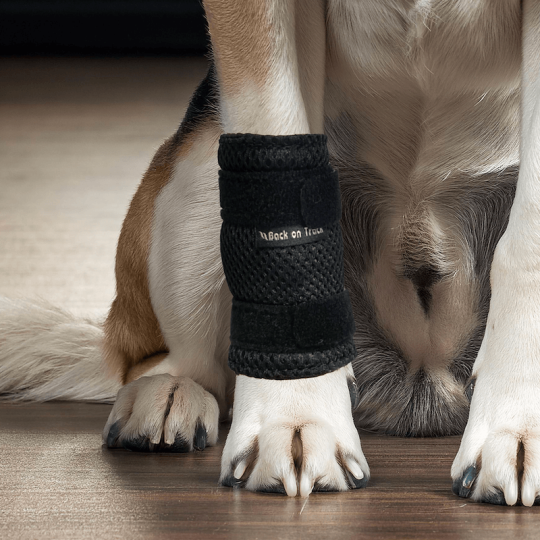 attelle souple pour chien