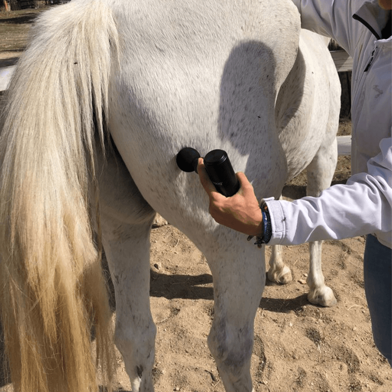 Mini pistolet de massage vétérinaire FASCIQ® - rééducation - décontraction musculaire - récupération.