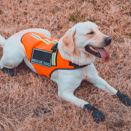 Bottines respirantes et légères pour chien et chat