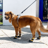 Chaussures souples légères pour chien et chat