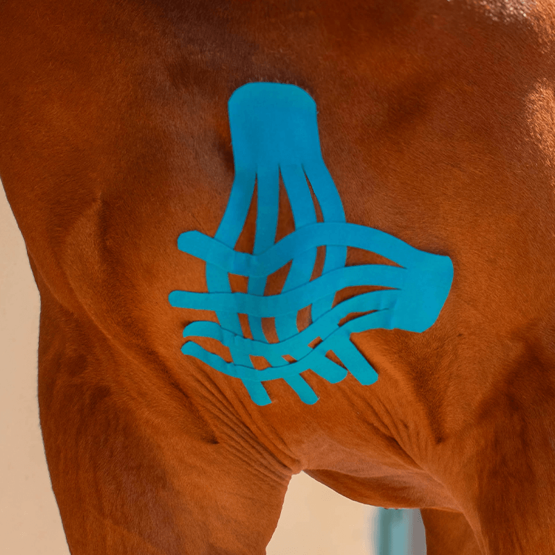 cutter de bandes de Kinésio-taping VetkinTape