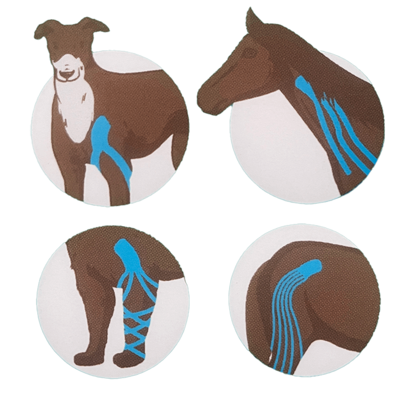 cutter de bandes de Kinésio-taping VetkinTape