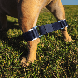 Brassard Balto Link® dispositif anti écart pour chiot nageur ou chien