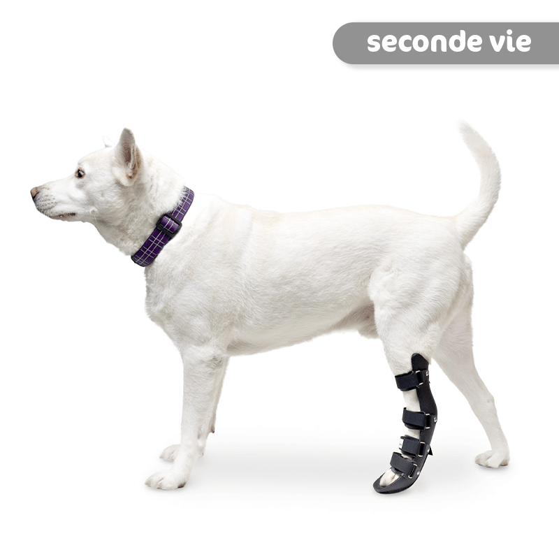 Attelle rigide pour animaux d'occasion : patte arriere