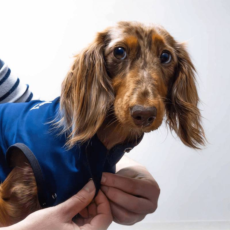 Body de protection pour animaux Vetbody