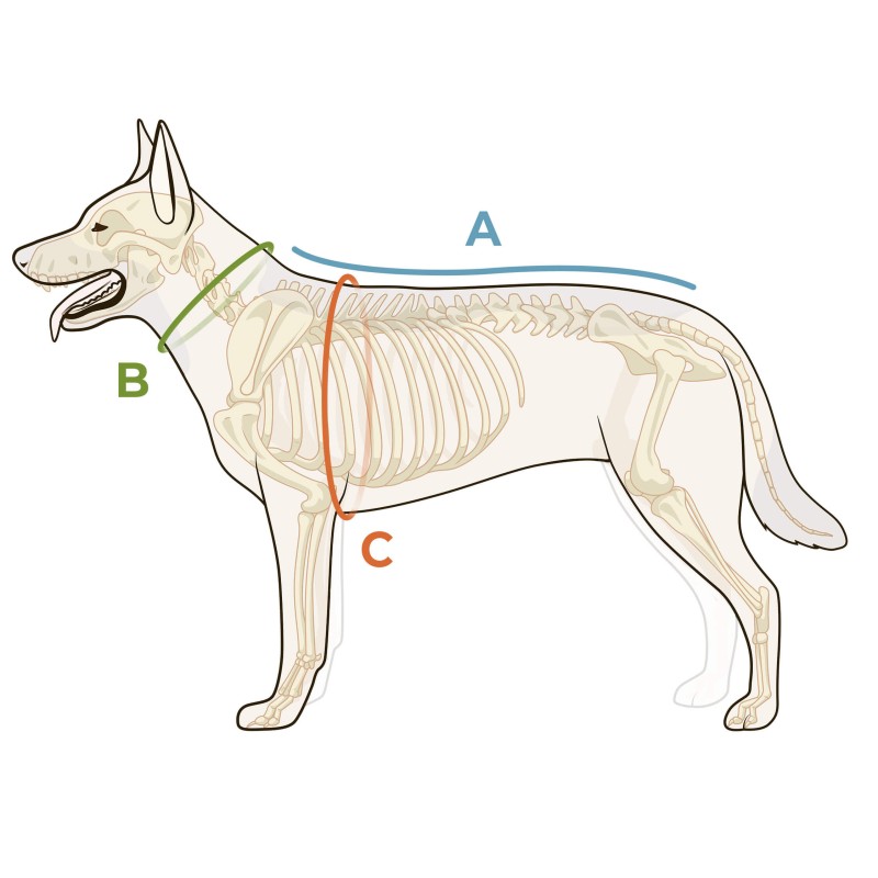 manteaux d'extérieur pour chien prise de mesure