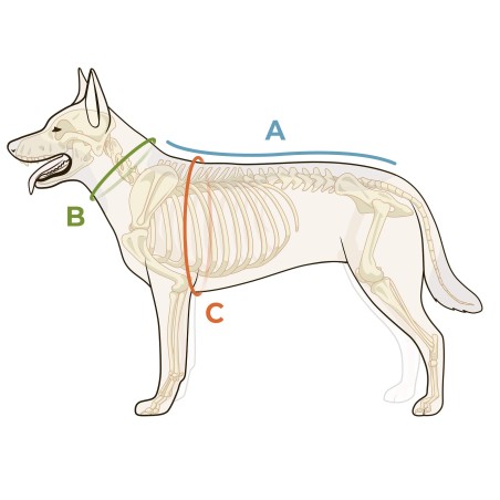 manteaux d'intérieur pour chien prise de mesure
