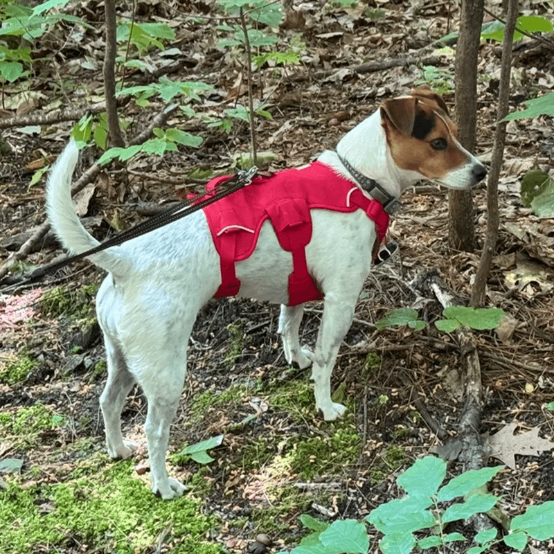 harnais de portage pour chien Master™ Ruffwear