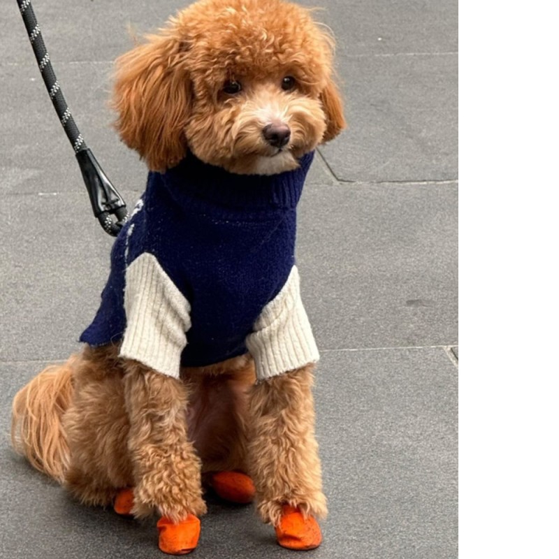 Chaussures pour chien PAWZ