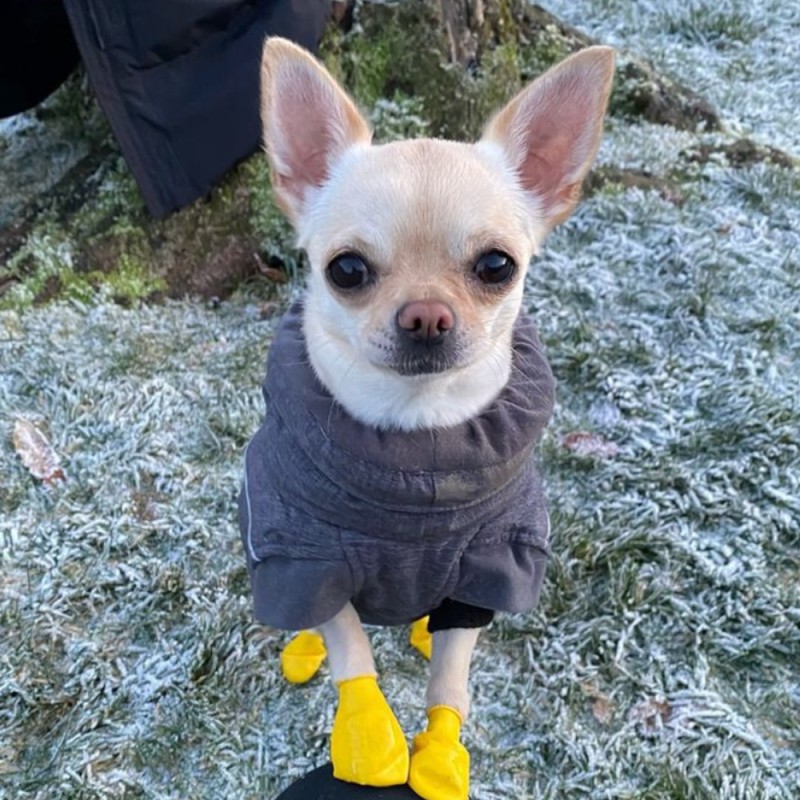 Chaussures pour chien PAWZ