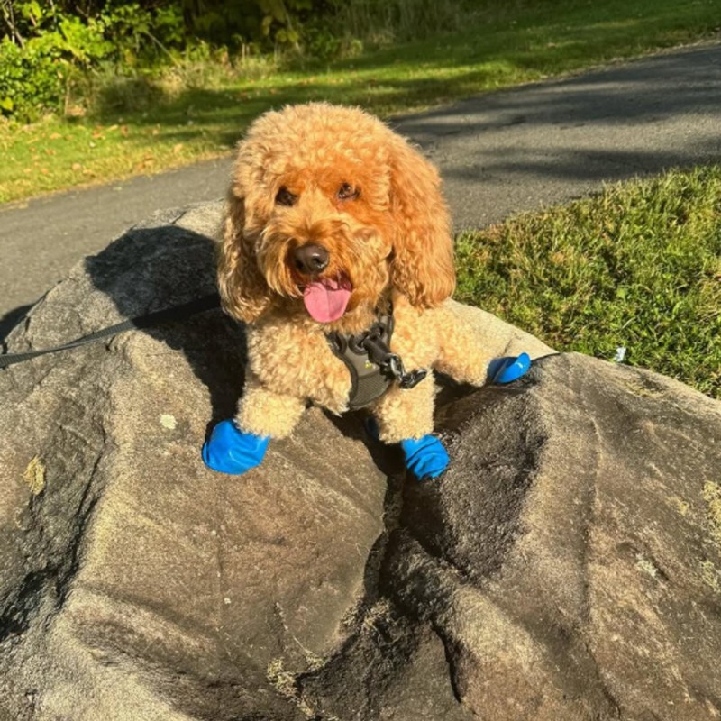 Chaussures pour chien PAWZ