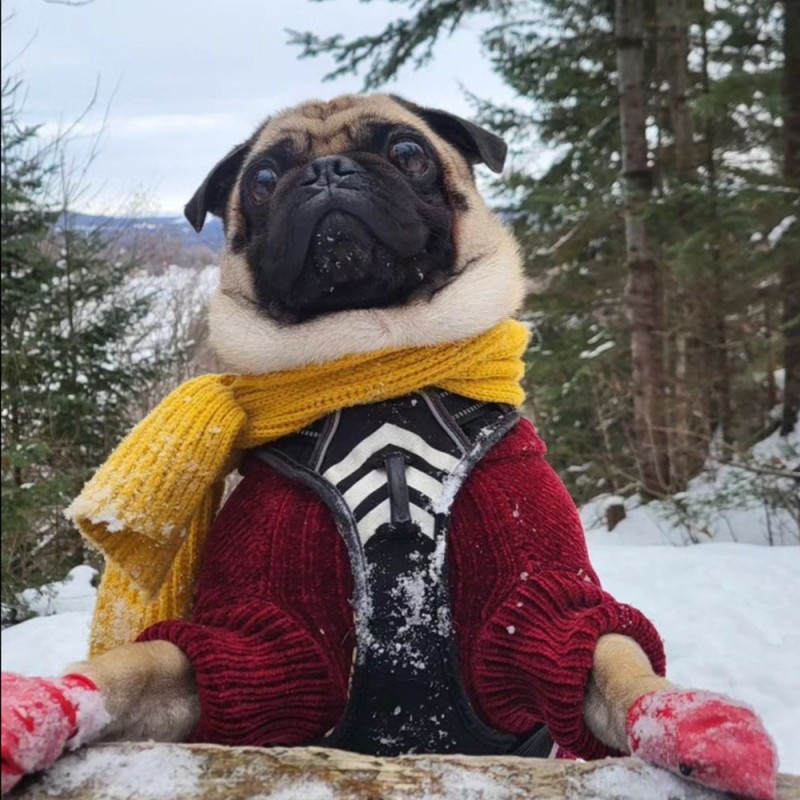 Chaussures pour chien PAWZ