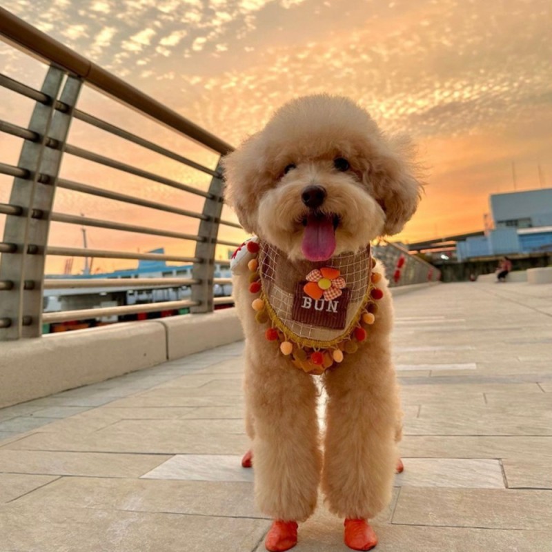 Chaussures pour chien PAWZ