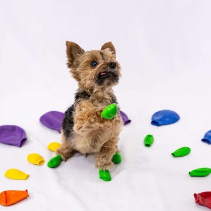 Chaussures pour chien PAWZ