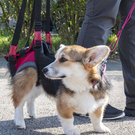 harnais pattes arrière pour chien à mobilité réduite ou âgé