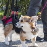 harnais pattes arrière pour chien à mobilité réduite ou âgé