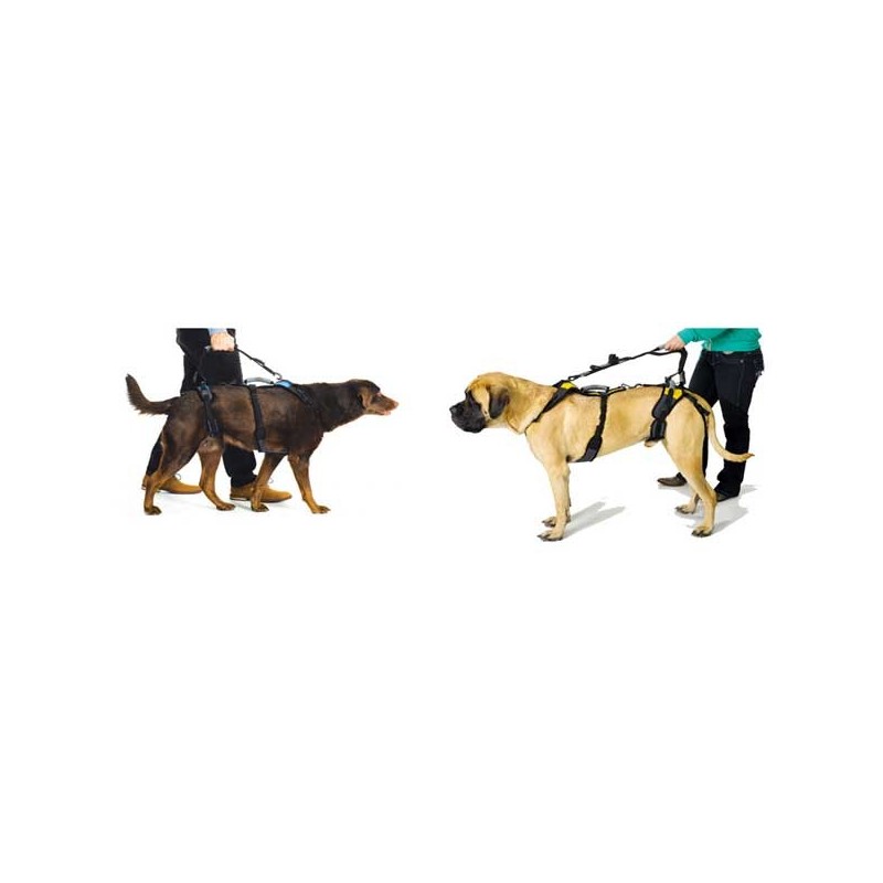 Laisse pour harnais help em up pour chien mikan