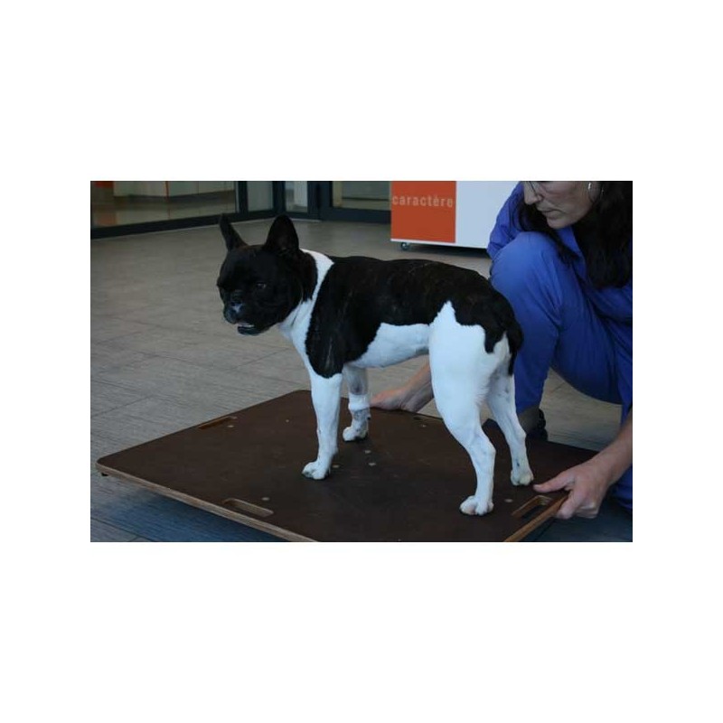 Planche d'équilibre pour animaux