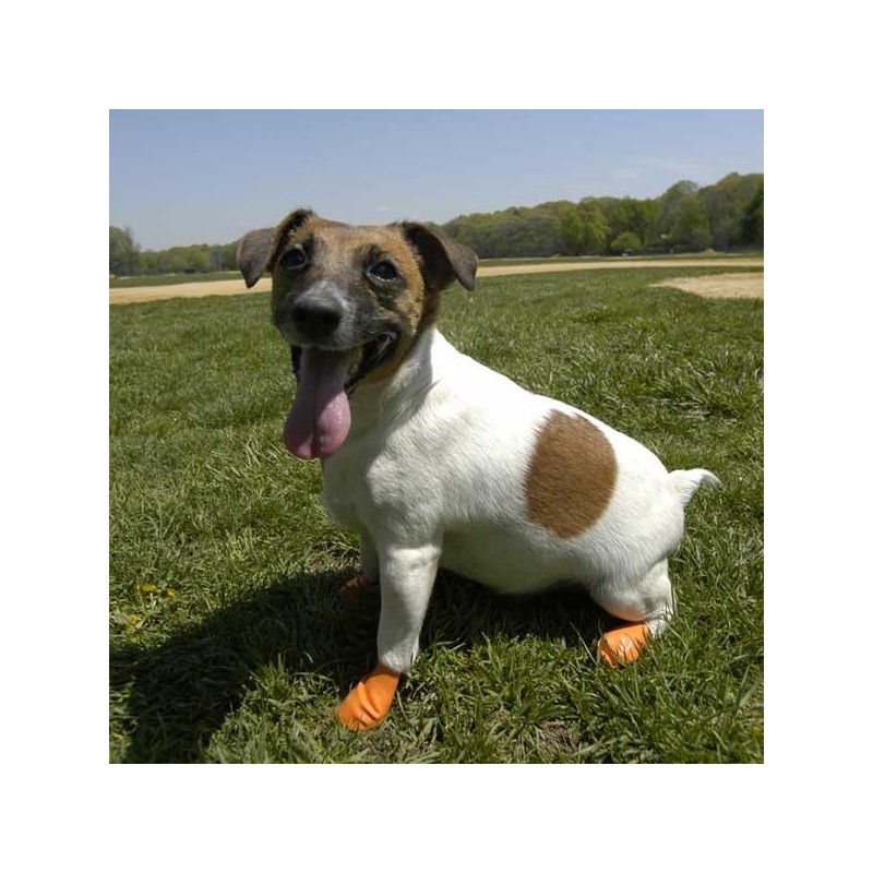 chaussure-pour-chien-pawz.jpg