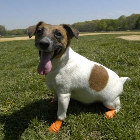 chaussure-pour-chien-pawz.jpg