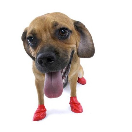 chaussure-pour-chien-pawz.jpg