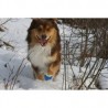 chaussure-pour-chien-pawz.jpg