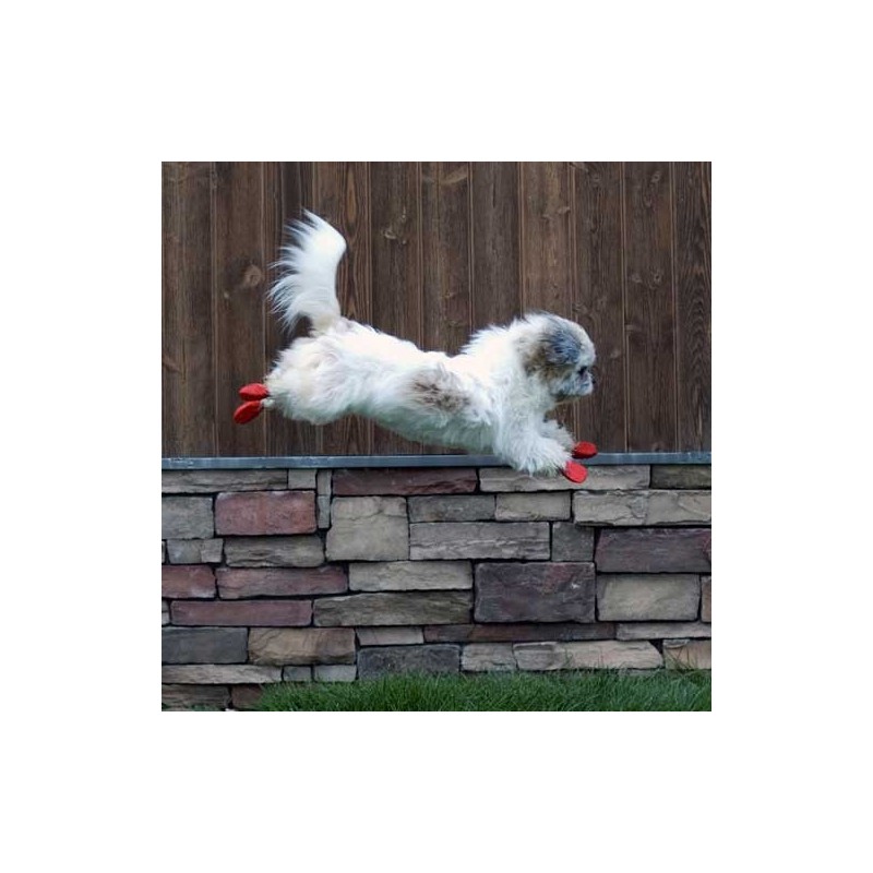 chaussure-pour-chien-pawz.jpg